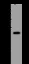 NLR family member X1 antibody, 205304-T46, Sino Biological, Western Blot image 