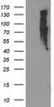 Eukaryotic Translation Initiation Factor 2B Subunit Gamma antibody, CF503568, Origene, Western Blot image 