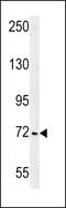 SHC Binding And Spindle Associated 1 antibody, MBS9211340, MyBioSource, Western Blot image 