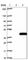 TBC1 Domain Family Member 21 antibody, HPA043319, Atlas Antibodies, Western Blot image 
