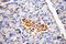 Fukutin antibody, 18276-1-AP, Proteintech Group, Immunohistochemistry frozen image 
