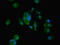 WAP Four-Disulfide Core Domain 2 antibody, LS-C211882, Lifespan Biosciences, Immunofluorescence image 
