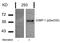 G3BP Stress Granule Assembly Factor 1 antibody, P02199, Boster Biological Technology, Western Blot image 