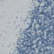 Fibrillin 1 antibody, AMAb90585, Atlas Antibodies, Immunohistochemistry frozen image 