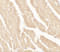 Vinculin antibody, 7489, ProSci, Immunohistochemistry frozen image 