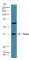 Interleukin 12B antibody, orb184291, Biorbyt, Western Blot image 