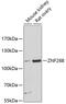 Zinc Finger Protein 268 antibody, 14-693, ProSci, Western Blot image 