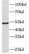 Phosphatidylinositol Glycan Anchor Biosynthesis Class B antibody, FNab06439, FineTest, Western Blot image 