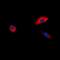ORAI Calcium Release-Activated Calcium Modulator 3 antibody, orb74838, Biorbyt, Immunofluorescence image 
