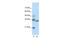 Class B basic helix-loop-helix protein 42 antibody, 28-404, ProSci, Enzyme Linked Immunosorbent Assay image 