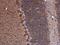 Inhibin Subunit Alpha antibody, GTX111109, GeneTex, Immunohistochemistry paraffin image 