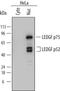 PC4 And SFRS1 Interacting Protein 1 antibody, MAB3468, R&D Systems, Western Blot image 