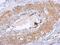 Dystrobrevin Beta antibody, PA5-28062, Invitrogen Antibodies, Immunohistochemistry frozen image 