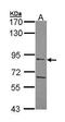 Acylaminoacyl-Peptide Hydrolase antibody, PA5-28251, Invitrogen Antibodies, Western Blot image 