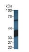 Retinaldehyde Binding Protein 1 antibody, LS-C374653, Lifespan Biosciences, Western Blot image 