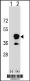 CD1b Molecule antibody, 59-909, ProSci, Western Blot image 