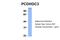 Protocadherin Gamma Subfamily C, 3 antibody, 26-042, ProSci, Western Blot image 