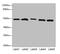 Nas7 antibody, LS-C676322, Lifespan Biosciences, Western Blot image 