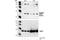 Heat Shock Protein Family B (Small) Member 1 antibody, 2404S, Cell Signaling Technology, Western Blot image 