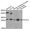 Ubiquitin C-Terminal Hydrolase L3 antibody, STJ110455, St John