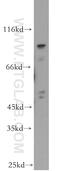 WD Repeat Domain 24 antibody, 20778-1-AP, Proteintech Group, Western Blot image 