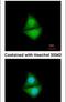 Proteasome 26S Subunit, Non-ATPase 4 antibody, PA5-30136, Invitrogen Antibodies, Immunofluorescence image 