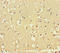 GATA Binding Protein 6 antibody, LS-C678048, Lifespan Biosciences, Immunohistochemistry paraffin image 