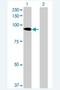 Lysine Demethylase 3B antibody, H00051780-B01P-50ug, Novus Biologicals, Western Blot image 
