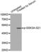 Glycogen Synthase Kinase 3 Alpha antibody, abx000172, Abbexa, Western Blot image 