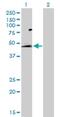 Solute Carrier Family 52 Member 1 antibody, H00055065-D01P, Novus Biologicals, Western Blot image 