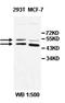 Aldehyde Dehydrogenase 8 Family Member A1 antibody, orb77945, Biorbyt, Western Blot image 