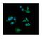 Peptidase Inhibitor 3 antibody, PB9957, Boster Biological Technology, Immunofluorescence image 