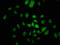 Neurofibromin 1 antibody, LS-C671723, Lifespan Biosciences, Immunofluorescence image 