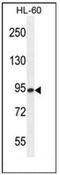 Endo-Beta-N-Acetylglucosaminidase antibody, AP51428PU-N, Origene, Western Blot image 