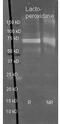 Lactoperoxidase antibody, GTX40571, GeneTex, Western Blot image 