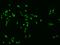 Lysine-specific demethylase 4B antibody, 207110-T02, Sino Biological, Immunohistochemistry frozen image 