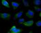 Inosine Monophosphate Dehydrogenase 2 antibody, NBP2-75541, Novus Biologicals, Immunofluorescence image 