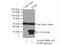 RING1 And YY1 Binding Protein antibody, 11365-1-AP, Proteintech Group, Immunoprecipitation image 