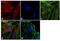 Tubulin antibody, MA5-16308-A647, Invitrogen Antibodies, Immunofluorescence image 