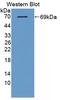 Thioredoxin Interacting Protein antibody, LS-C372672, Lifespan Biosciences, Western Blot image 