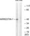 Arrestin Beta 1 antibody, LS-C117626, Lifespan Biosciences, Western Blot image 