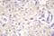 Cbl Proto-Oncogene antibody, PA5-36734, Invitrogen Antibodies, Immunohistochemistry frozen image 
