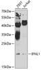 Interferon Lambda 1 antibody, 23-491, ProSci, Western Blot image 