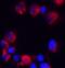 C18orf42 antibody, 8471, ProSci, Immunofluorescence image 