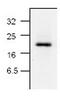 Caspase 6 antibody, GTX59553, GeneTex, Western Blot image 