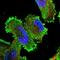 SEP1 antibody, PA5-57110, Invitrogen Antibodies, Immunofluorescence image 