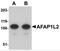 Actin Filament Associated Protein 1 Like 2 antibody, 5221, ProSci Inc, Western Blot image 