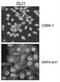 GLI Family Zinc Finger 1 antibody, NBP2-24662, Novus Biologicals, Immunocytochemistry image 