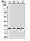 Actin Related Protein 1A antibody, orb412456, Biorbyt, Western Blot image 