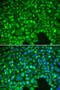 NFKB Inhibitor Alpha antibody, 13-941, ProSci, Immunofluorescence image 